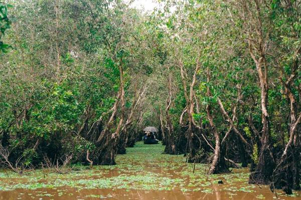 Những câu chuyện không đầu, không cuối từ người chèo thuyền khiến chúng tôi cười vang cả góc rừng. Nhưng đôi khi chẳng ai bảo ai, tất cả đều lặng im, để cảm nhận tiếng chim chóc đùa giỡn trên tán tràm, hay tiếng vọng cổ vọng lại từ đằng xa.