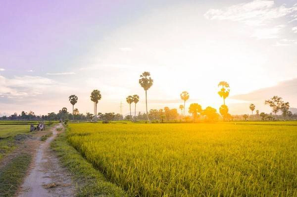 Người An Giang luôn tự hào về mảnh đất của họ, với cánh đồng lúa phì nhiêu xen lẫn hàng thốt nốt cao vút. Đi dọc theo con đường đất nhỏ, những lo toan của bộn bề cuộc sống đều bị bỏ lại phía sau. Cảm giác được hít căng đầy lồng ngực thứ hương thơm của lúa mới, dưới ảnh hoàng hôn chiều tà, có lẽ sẽ chẳng có câu chữ hay tấm ảnh nào có thể miêu tả trọn vẹn.