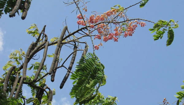 Mùa ô môi chín - Ảnh: N.T.Đăng Mùa ô môi chín - Ảnh: N.T.Đăng
