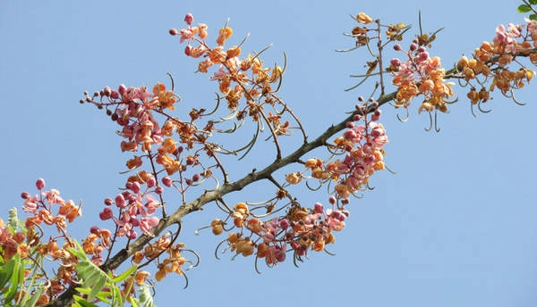 Hoa ô môi - Ảnh: N.T.Đăng Hoa ô môi - Ảnh: N.T.Đăng