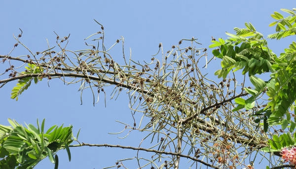 Hoa tàn rụng, cành ô môi đơm trái mới - Ảnh: N.T.Đăng Hoa tàn rụng, cành ô môi đơm trái mới - Ảnh: N.T.Đăng