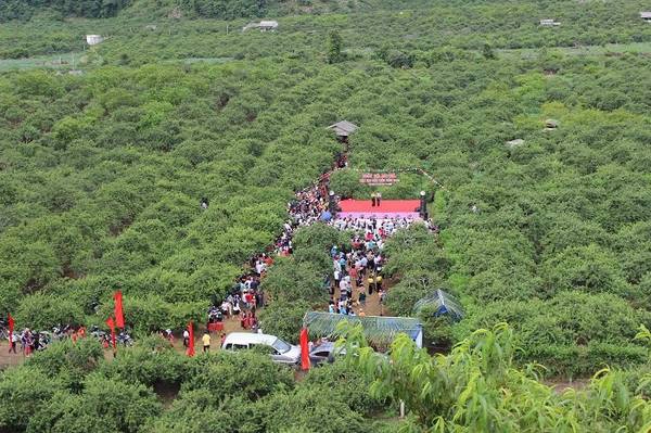 Ảnh: mocchau.sonla.gov.vn Ảnh: mocchau.sonla.gov.vn