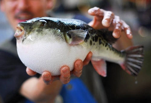 Quy trình chế biến Fugu nếu chỉ một sơ suất nhỏ có thể phải đánh đổi bằng mạng sống của khách hàng.