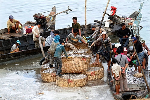 Có hai loại prahok cơ bản, prahok ch’oeung và prahok sach, nhưng đều được làm từ các loại cá, tùy địa phương. Ảnh: Combodia Daily.