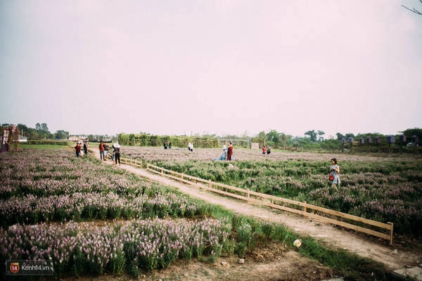 mot-canh-dong-hoa-bao-la-voi-bay-cuu-xinh-xan-o-ha-noi-cung-co-roi-day-ivivu-9