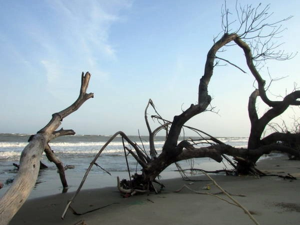 Một đoạn bờ biển Cửa Lấp với những gốc cây khô - Ảnh: Nguyễn Thiên Đăng