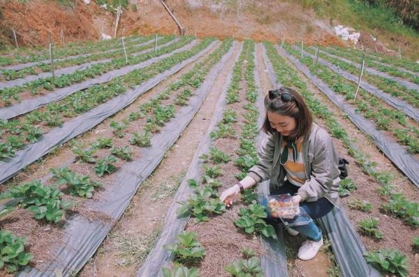 Mình chọn vườn dâu chú Hùng để thăm thú, cũng như tự tay hái những thức rau củ sạch. Chú có rất nhiều vườn. Nếu các bạn sợ nắng thì nói chú cho đi vườn trong nhà. 