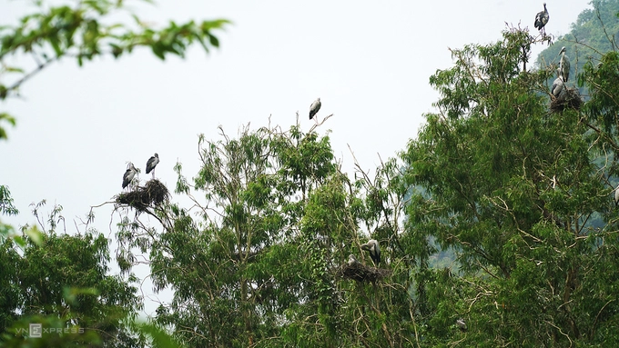 Vườn chim là nơi không thể không đến khi tham quan Thung Nham. Vào thời điểm cuối ngày, khoảng 17-18h, hàng đàn chim bay về tổ tập trung kín cả một thung lũng tạo nên khung cảnh hoang dã kỳ thú. Tại đây, bạn có thể thuê xe đạp, đi bộ, hoặc thuận lợi nhất là đi thuyền để ngắm chim với giá 30.000 đồng một người.