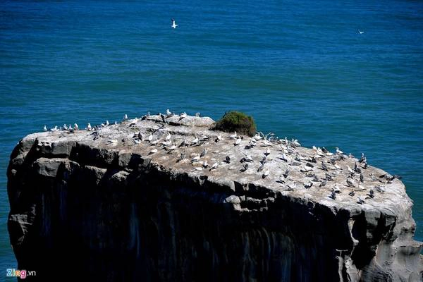  Còn bờ biển Muriwai là nơi trú đậu của chim Gannet.