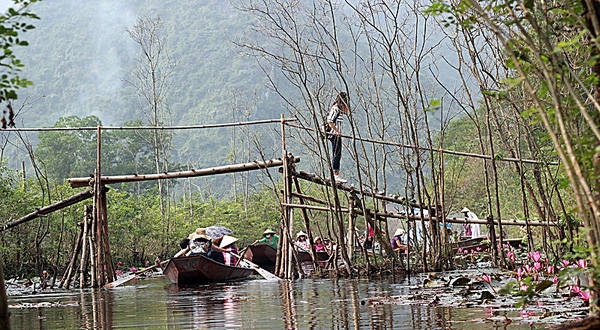 Khung cảnh lãng mạn với những hàng si tràm mảnh khảnh và những khóm súng tím hồng xinh tươi.