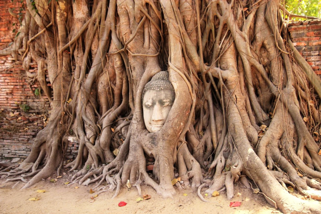 Mặt Phật được bao bọc trong rễ cây ở chùa Wat Mahathat. Ảnh: Dương Quán Hạ Mặt Phật được bao bọc trong rễ cây ở chùa Wat Mahathat. Ảnh: Dương Quán Hạ
