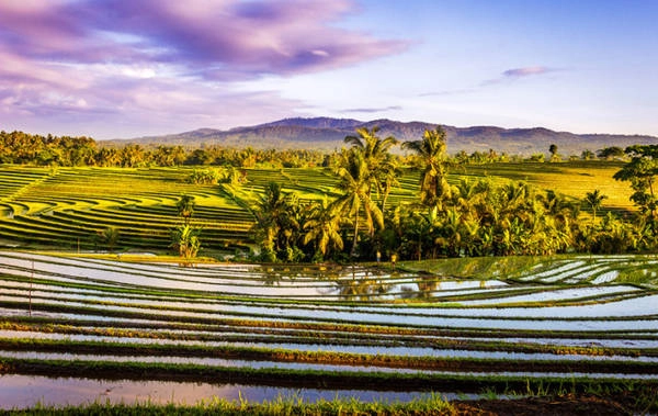  Khung cảnh buổi sáng sớm trên một cánh đồng tại Bali, Indonesia