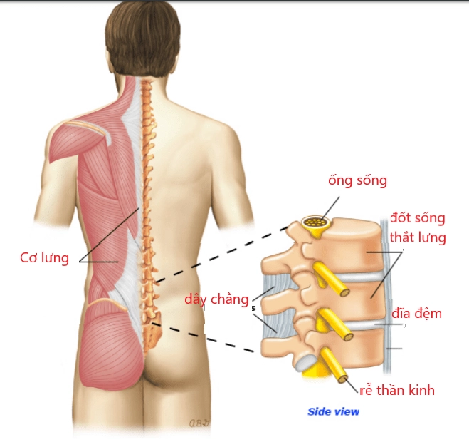 Giải phẫu lưng