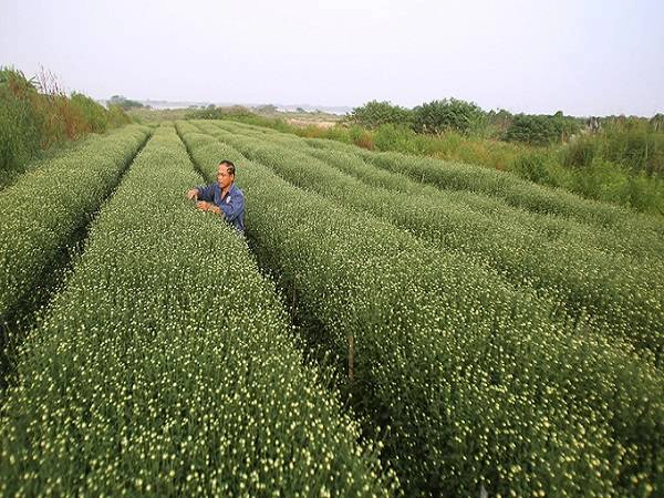 Một tuần nữa, vườn hoa Nhật Tân, Tây Tựu (Hà Nội) sẽ tràn ngập màu trắng tinh khôi của hoa cúc hoạ mi, loài hoa như tiếng gọi đông về trên khắp nẻo đường thủ đô. Một tuần nữa, vườn hoa Nhật Tân, Tây Tựu (Hà Nội) sẽ tràn ngập màu trắng tinh khôi của hoa cúc hoạ mi, loài hoa như tiếng gọi đông về trên khắp nẻo đường thủ đô.