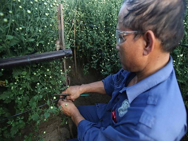 "Năm trước gia đình trồng 2.000m2, năm nay chỉ trồng 1.000m2 bởi không có người làm và một phần cũng vì thời tiết năm nay mưa, ngập lụt nhiều lần. Nếu thời tiết vẫn tốt như hiện nay thì chỉ một tuần nữa là hoa nở trắng đồng", ông Nguyễn Trọng Hạnh cho biết. "Năm trước gia đình trồng 2.000m2, năm nay chỉ trồng 1.000m2 bởi không có người làm và một phần cũng vì thời tiết năm nay mưa, ngập lụt nhiều lần. Nếu thời tiết vẫn tốt như hiện nay thì chỉ một tuần nữa là hoa nở trắng đồng", ông Nguyễn Trọng Hạnh cho biết.