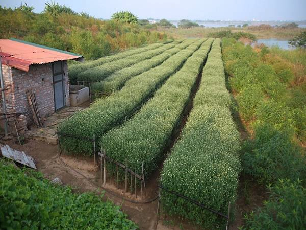 Nhiều khu vực trồng hoa để cho thuê chụp ảnh lác đác hoa nở. Những bông hoa nhỏ bé, trắng muốt, mộc mạc, tinh khôi lại có nét quyến rũ rất riêng của mùa đông Hà Nội đang gần kề. Nhiều khu vực trồng hoa để cho thuê chụp ảnh lác đác hoa nở. Những bông hoa nhỏ bé, trắng muốt, mộc mạc, tinh khôi lại có nét quyến rũ rất riêng của mùa đông Hà Nội đang gần kề.
