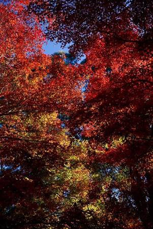 Mùa thu lá đỏ ở Mt Wilson, Blue Mountain - Ảnh: Nguyễn Ngọc Tuấn