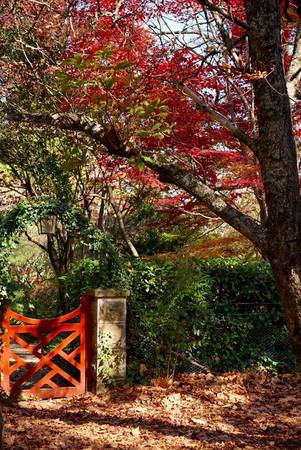 Sắc đỏ mùa thu. Đây là nơi du khách chụp ảnh nhiều nhất - Ảnh: Nguyễn Ngọc Tuấn