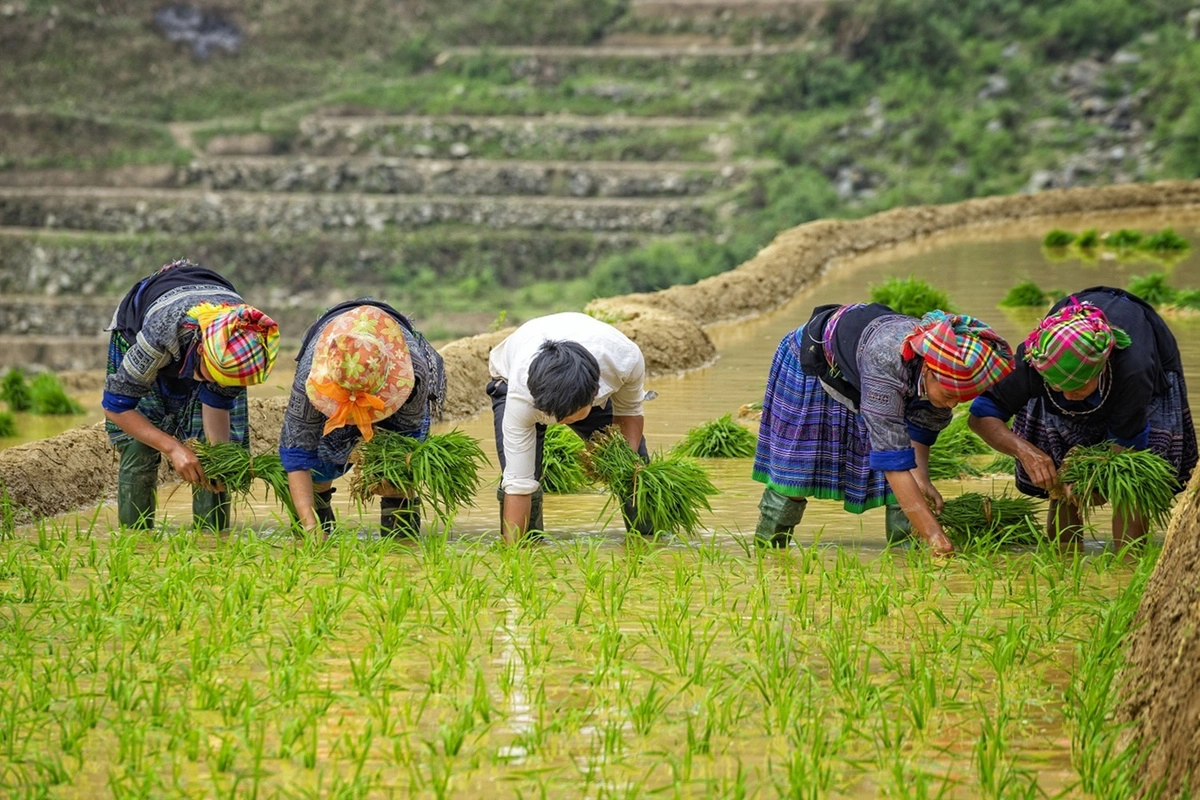 Người dân nơi đây thường ra đồng từ sớm, tập trung theo gia đình, họ hàng để giúp nhau cấy mạ giống. Từng cây mạ phải được cắm mạnh, đâm thẳng sâu vào đất bùn để đứng vững thành từng hàng chứ không ngả nghiêng hay đổ. Anh Vũ cho biết, người dân làm công việc rất thành thạo và nhanh tay. Anh cũng thử cấy nhưng không được vì cách làm không đúng.