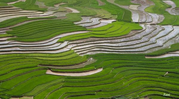 Màu nâu đất, màu loang loáng của nước cùng ánh mặt trời, màu xanh của mạ non… tạo nên một bức tranh đẹp mê mẩn trên những thửa ruộng bậc thang ở thung lũng Khau Phạ. Màu nâu đất, màu loang loáng của nước cùng ánh mặt trời, màu xanh của mạ non… tạo nên một bức tranh đẹp mê mẩn trên những thửa ruộng bậc thang ở thung lũng Khau Phạ.