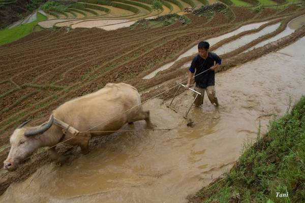Do thiếu đất bằng để canh tác, đồng bào H'Mông, Thái ở Mù Cang Chải phải vỡ đất ở lưng chừng núi để cấy lúa. Họ tận dụng những cơn mưa rào đầu tiên của mùa hạ và nắng chưa kịp gay gắt để dẫn nước về các thửa ruộng. Do thiếu đất bằng để canh tác, đồng bào H'Mông, Thái ở Mù Cang Chải phải vỡ đất ở lưng chừng núi để cấy lúa. Họ tận dụng những cơn mưa rào đầu tiên của mùa hạ và nắng chưa kịp gay gắt để dẫn nước về các thửa ruộng.
