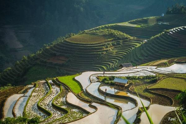 Nước được đổ đầy ở trên cao sau đó tràn xuống các ruộng dưới cùng. Nước được đổ đầy ở trên cao sau đó tràn xuống các ruộng dưới cùng.