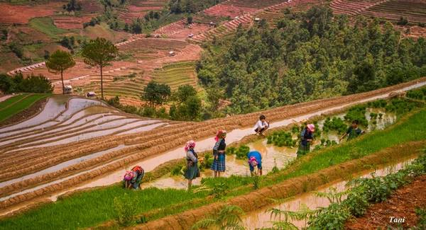 Khi nước đổ xong, đồng bào dân tộc H'Mông cũng bắt đầu xuống ruộng cấy cày. Họ thể hiện tình đoàn kết bằng việc tập hợp một nhóm người chung sức cấy từ nhà này sang nhà khác. Khi nước đổ xong, đồng bào dân tộc H'Mông cũng bắt đầu xuống ruộng cấy cày. Họ thể hiện tình đoàn kết bằng việc tập hợp một nhóm người chung sức cấy từ nhà này sang nhà khác.