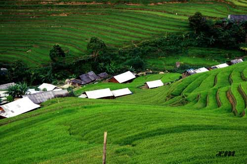 Ruộng bậc thang Mù Cang Chải