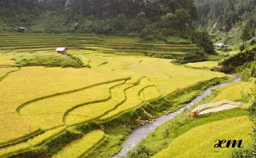 Ruộng bậc thang Mù Cang Chải