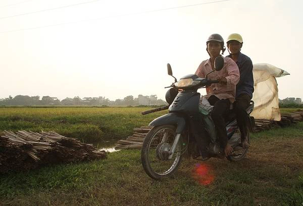 Loài côn trùng gây hại cho lúa này đang trở thành món ăn đặc sản với vị thơm ngon, giòn và bổ dưỡng. Nhiều người vẫn gọi vui là món "tôm bay". Châu chấu phát triển mạnh vào thời điểm khi cánh đồng lúa bắt đầu trổ đòng.