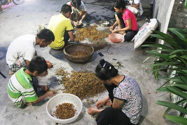 Một ngày 4 người đi hai lần, khoảng 120 km cũng vợt được 5 kg đến 7 kg.