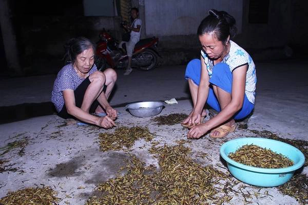 Những con châu chấu đã được làm sạch ngay lập tức sẽ bán đổ cho các nhà hàng hoặc đại lý thu gom để phân phối đi các chợ cóc tại thủ đô.