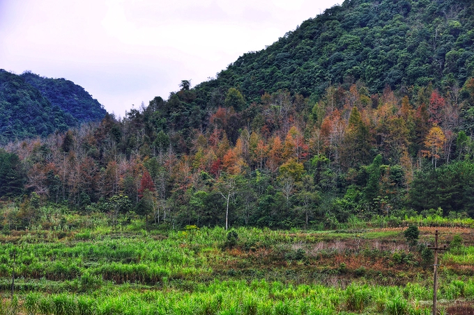 Người dân địa phương cho biết, giống cây mang lại màu sắc lạ mắt cho vùng núi gọi là cây sâu, một số tỉnh khác gọi là cây sau sau.