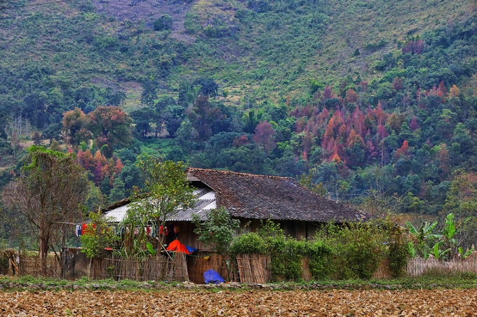 Một ngôi nhà của đồng bào dân tộc Tày nằm dưới chân núi có nhiều cây sâu mọc thành hàng lớp.