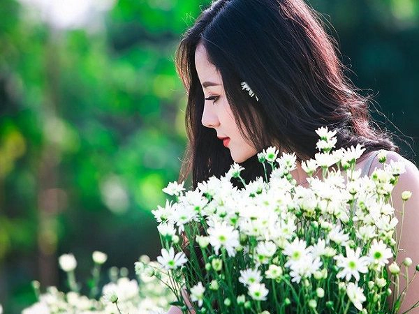 Cúc họa mi dịu dàng như những cô thiếu nữ Hà Thành. Cúc họa mi dịu dàng như những cô thiếu nữ Hà Thành.