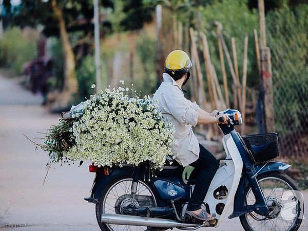 dong-sap-den-roi-cu-nhin-nhung-bong-cuc-hoa-mi-tinh-khoi-xuong-pho-thi-ro-ivivu-4