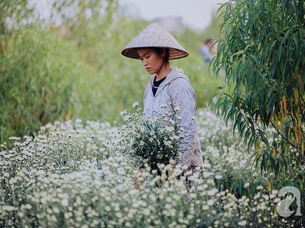 dong-sap-den-roi-cu-nhin-nhung-bong-cuc-hoa-mi-tinh-khoi-xuong-pho-thi-ro-ivivu-9