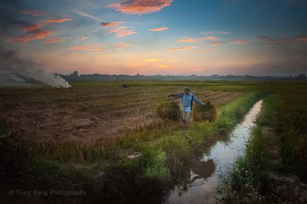 Khi vụ mùa về, lúa chín rực trải dài lên khắp các cánh đồng quê. Người nông dân đội nắng gió oi bức của ngày hè, thu về thành quả của gần 3 tháng lao động. Khi vụ mùa về, lúa chín rực trải dài lên khắp các cánh đồng quê. Người nông dân đội nắng gió oi bức của ngày hè, thu về thành quả của gần 3 tháng lao động.