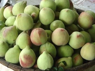 Đào rọ một trong những thực phẩm được du khách lựa chọn cho người thân của mình Đào rọ một trong những thực phẩm được du khách lựa chọn cho người thân của mình