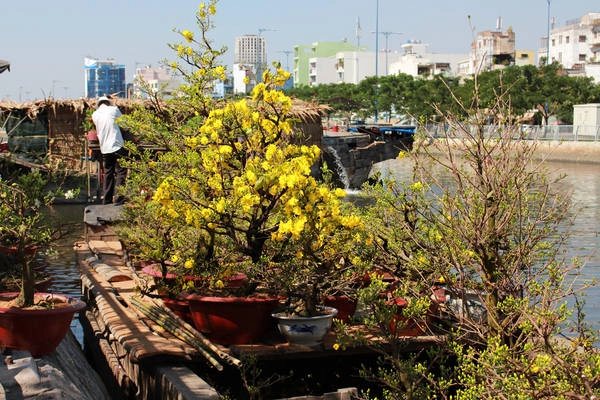 Một thuyền chở mai kiểng cập bến Bình Đông. Ảnh: thanhnien.vn