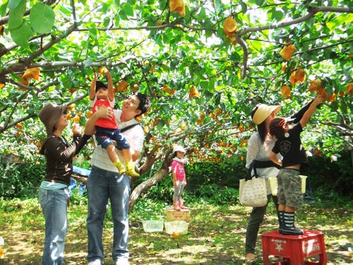  Du khách thích thú tham gia thu hoạch trái cây. Ảnh: gotaiwan.