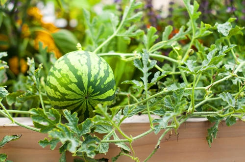  Dưa hấu chứa nhiều vitamin, khoáng chất tốt cho sức khỏe. Ảnh: groedibles.
