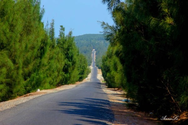 Rời bãi biển, xuôi theo con đường chạy giữa rừng dương, tôi đến làng chài Từ Nham.