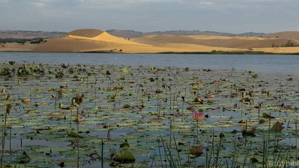 Bàu Sen (hay còn gọi là Bàu Trắng) - hồ nước tự nhiên giữa triền cát trắng.