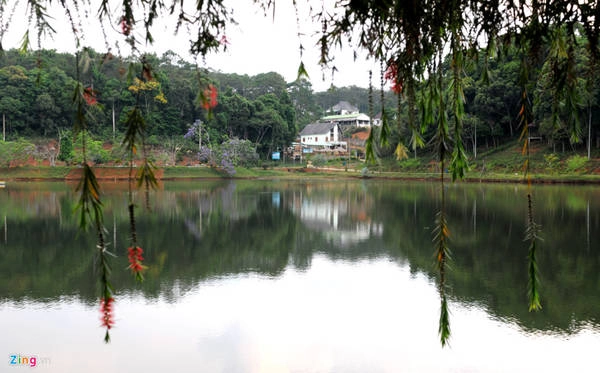 Hoa liễu rũ trông như chiếc lồng đèn buông lững lờ thơ mộng bên bờ hồ Đắk Ke.