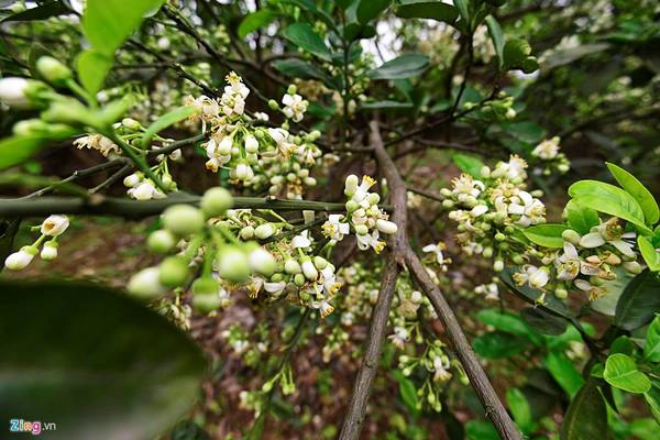 Đến vùng quê xã Bình Minh (Khoái Châu, Hưng Yên) trong tháng ba này, du khách sẽ dễ dàng được tận hưởng hương hoa bưởi. Những chùm hoa bưởi trắng muốt, tỏa hương dịu dàng trong gió gợi bao ký ức về tuổi thơ yên bình nơi làng quê. Đến vùng quê xã Bình Minh (Khoái Châu, Hưng Yên) trong tháng ba này, du khách sẽ dễ dàng được tận hưởng hương hoa bưởi. Những chùm hoa bưởi trắng muốt, tỏa hương dịu dàng trong gió gợi bao ký ức về tuổi thơ yên bình nơi làng quê.