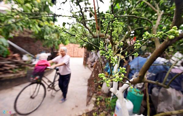 Ở làng quê Bình Minh, huyện Khoái Châu có nhiều gia đình trồng bưởi. Tháng ba này, người dân quê lại cắt hoa đem đi bán ở thành thị kiếm thêm thu nhập. Ở làng quê Bình Minh, huyện Khoái Châu có nhiều gia đình trồng bưởi. Tháng ba này, người dân quê lại cắt hoa đem đi bán ở thành thị kiếm thêm thu nhập.