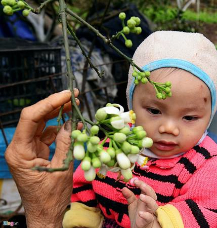 Hương hoa thơm dìu dịu, thoang thoảng, có chút ít ngào ngạt nhưng lại rất đỗi quen thuộc trong ký ức tuổi thơ của mỗi người. Hương hoa thơm dìu dịu, thoang thoảng, có chút ít ngào ngạt nhưng lại rất đỗi quen thuộc trong ký ức tuổi thơ của mỗi người.