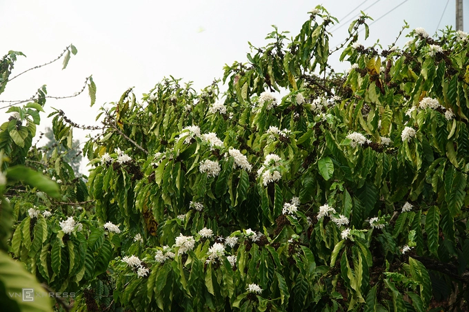 Màu trắng của hoa như hòa cùng những dải mây bồng bềnh, trải dài khắp các triền đồi, nhà vườn, nương rẫy...