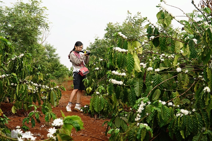 Trong nắng xuân, khi có gió mạnh đi qua, những bông hoa trắng khẽ rơi, nổi bật trên nền đất đỏ bazan.